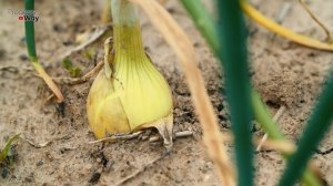 НАШАТЫРНЫЙ СПИРТ И ПЕРЕКИСЬ ВОДОРОДА - СУПЕР СРЕДСТВА ДЛЯ ЧЕСНОКА И ЛУКА!