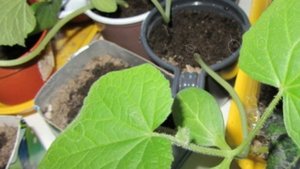 Как вырастить крепкую огуречную рассаду