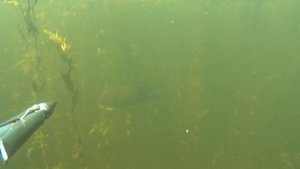 Подводная охота летом  в траве