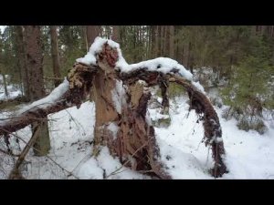 Attraction. #dji #russia #forest #nature