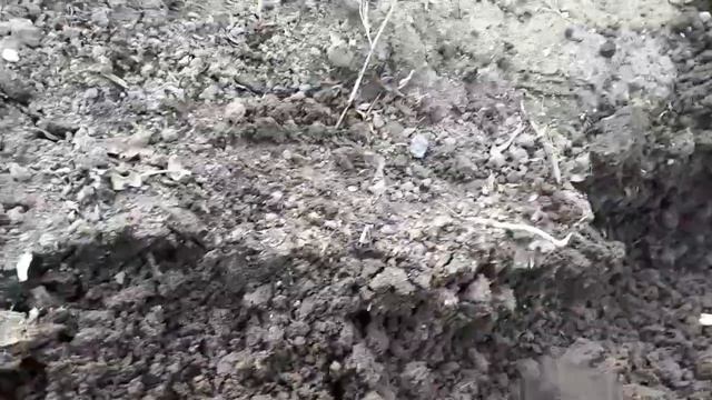 Как зимовали флоксы в от.гр???