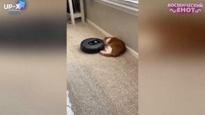 20 МИНУТ ОТБОРНЫХ ПРИКОЛОВ _ ЛУЧШИЕ ПРИКОЛЫ АПРЕЛЬ 2022 ржака до слез угар прикол - ПРИКОЛЮХА