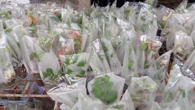 ROAD TO A THOUSAND CUPS ICU BOUGAINVILLEA PROPAGATION смотреть онлайн