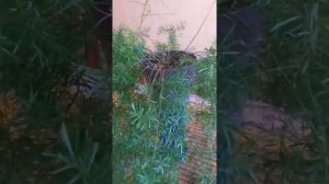 Аспарагус Шпренгера, уход и содержание в домашних условиях.