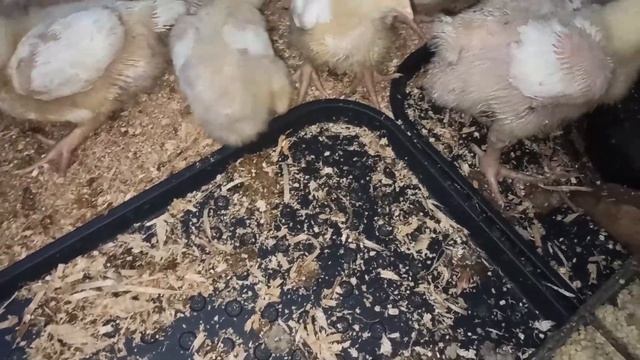 Две недели выращивание бройлеров в домашних условиях.