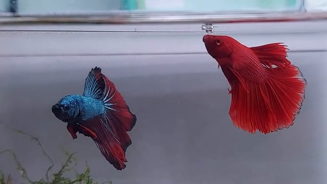 Петушки в одном аквариуме = это возможно? смотреть онлайн