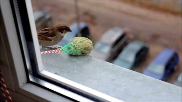 Little birds - кормушка для пернатых смотреть онлайн