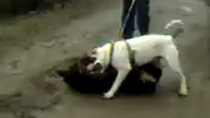 Нападение немецкой овчарки на американского бульдога! Американский бульдог vs немецкая овчарка!