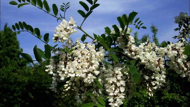 Акація в шапці Фотовірш для дітей смотреть онлайн