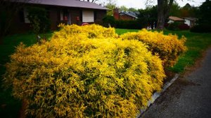 Можжевельник средний или пфитцериана Кинг оф Спринг.