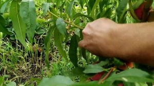 Персик "Ред Робин".