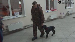 Владимир, Татьяна и кане корсо Виски. Индивидуальное занятие по дрессировке: обучение движению рядом