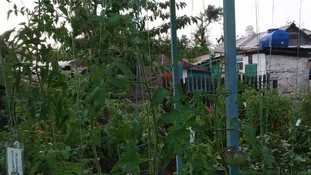 №37 "Аметистовая драгоценность".  Сорта помидоров. Выращивание помидоров. Огород. Сад. Томаты.