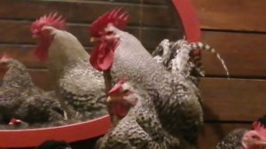 Алабаи и домашние животные