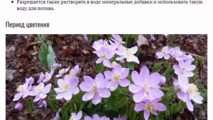 Анемонелла василистниковая Выращивание и уход в открытом грунте