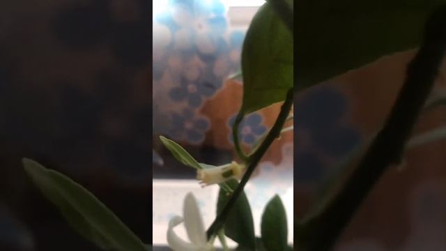 У меня зацвёл мандарин! смотреть онлайн