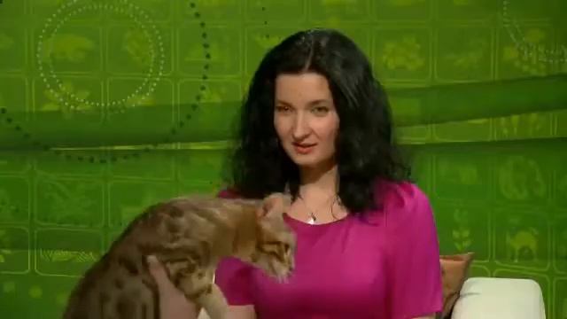 Как ухаживать за бенгальской кошкой