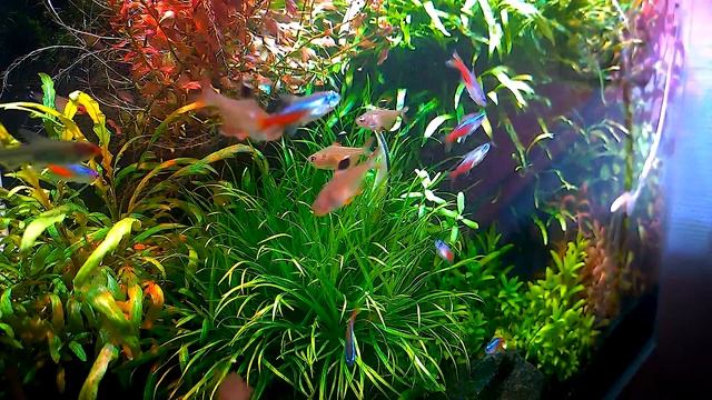 Сиамский водорослеед за работой смотреть онлайн