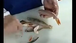 Как приготовить консервы из омуля?