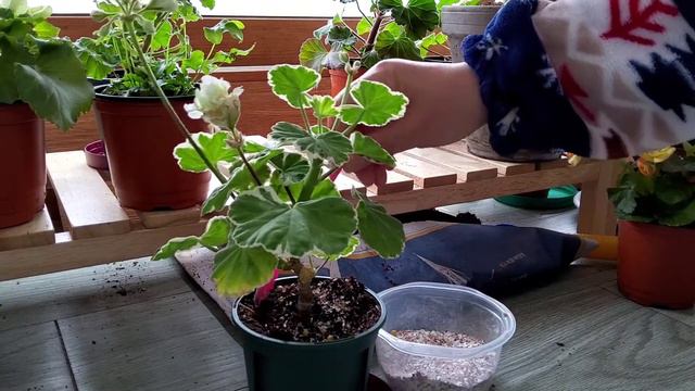 제라늄 키우기 7. 꽃 잘 피게하는 비법 비료 주는 법 Geraniums in the apartment смотреть онлайн