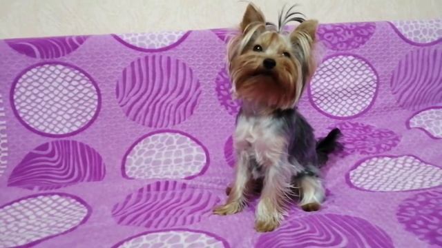 Сколько лет собаке за один год? смотреть онлайн