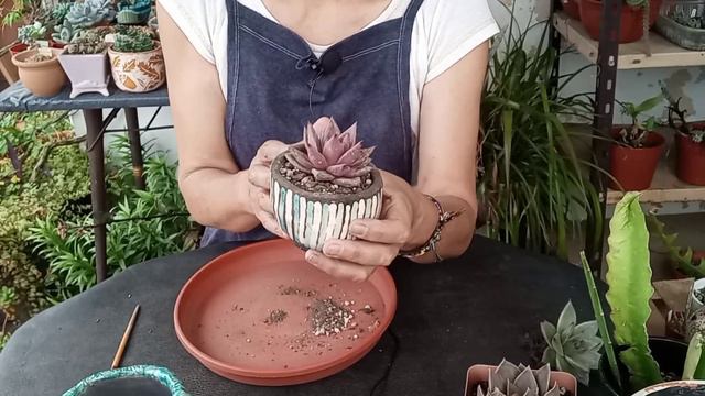 Trasplantes Suculentas Echeverias Cactus #lasplantasdegeral #cactus #jardin #suculentas #jardineria смотреть онлайн