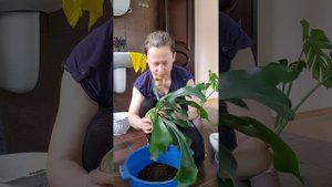 Платицериум или "олений рог". Пересадка и деление, или жажда наживы.