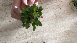 ФИАЛКИ трейлеры. НОВИЧКАМ. Что это такое? What is African Violet trailer?