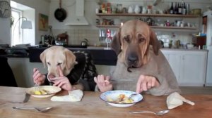 Две собаки обедают
