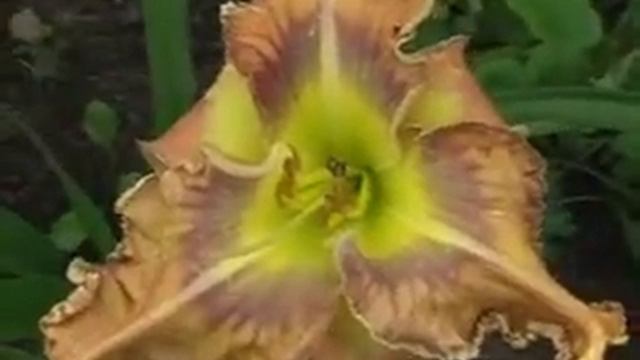Лилейник daylily AQUADISIAC