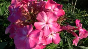 Флокс метельчатый  Любовь Полищук. Автор: Шаповал Т.П. Год: 2006.