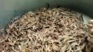 Черви для рыбалки Дендробена,Калифорнийские черви. 06.2014