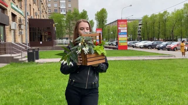 Композиция с ампельной Бегонией и Гузманией Темпо в деревянном кашпо