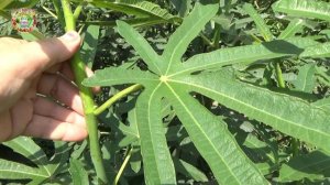 Инжир не плодоносит в саду. Почему? Важные условия для получения большого урожая инжира