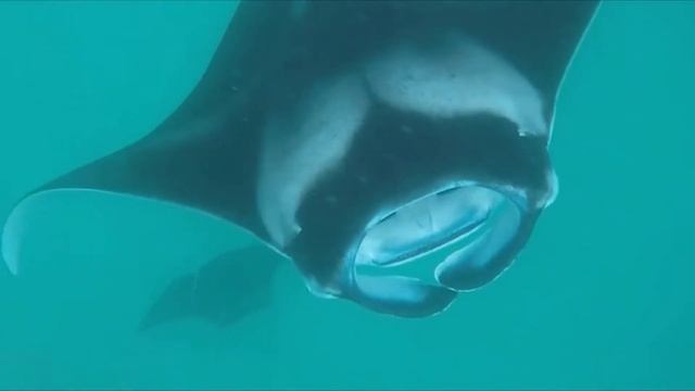 Ханифару - заповедника Ханифару Бэй на Мальдивах. Самое крупное место кормления мант и скатов в мир смотреть онлайн