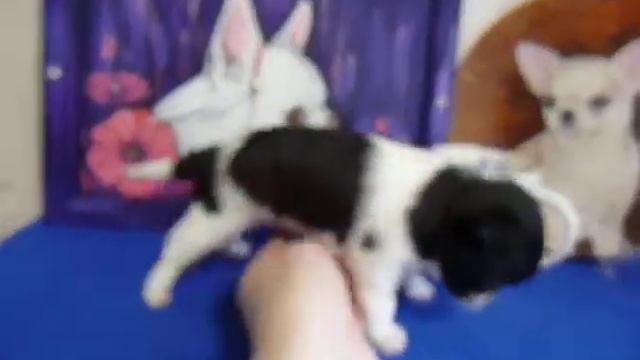 ЧИХУА ШЕРИФ ШИВАВА ( МАРИ МИСТИК ) ПРОДАЖА ЩЕНКОВ смотреть онлайн