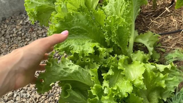 Вторая попытка посадить огурцы в грядку. Чем буду подкармливать. ИСПОЛЬЗУЮ ГРЯДКУ ПО-МАКСИМУМУ смотреть онлайн