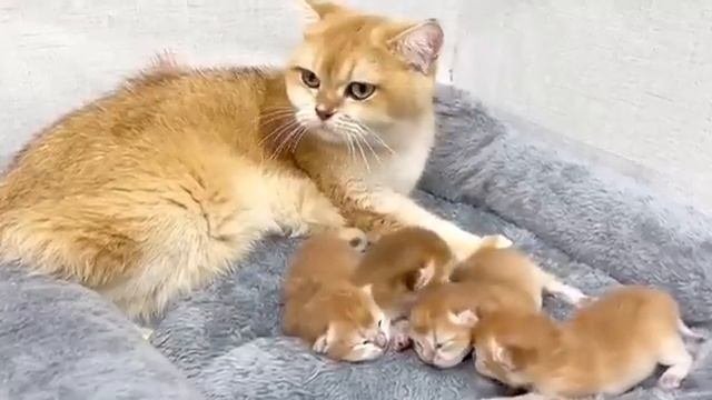 Давай дружить #funny Cats #cats #shorts