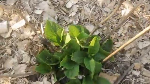 Мой маленький цветник в саду. Садим цветы весной. Обзор моего цветника. Мой цветущий сад. Мои цветы