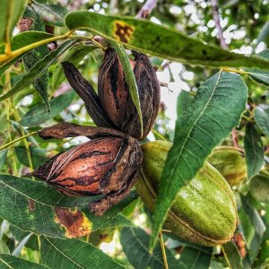 Технология выращивания орехового дерева ПЕКАН