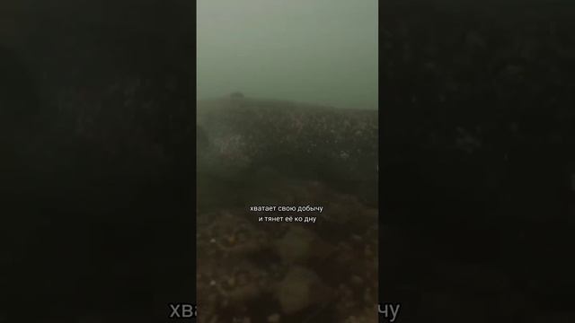 Гунч - сом людоед смотреть онлайн