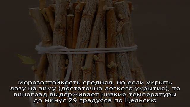 Виноград Юпитер смотреть онлайн