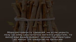 Виноград Юпитер