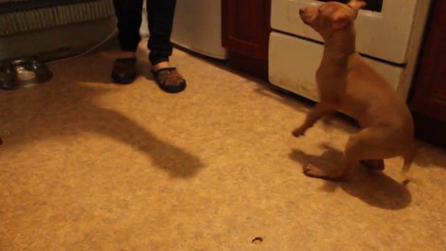 Бинго, 2 месяца, 2-й день изучения команды смотреть онлайн