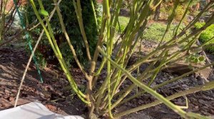 Объясняю принцип обрезки роз осенью на примере шраба James Galway, пригибаю розу Louise Odier