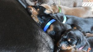 Милые, маленькие щеночки! Щенкам Добермана исполнилось 5 дней!