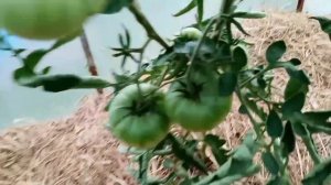 Томаты из семян Валерия Медведева на моëм участке. Кемер. обл. 2023г.