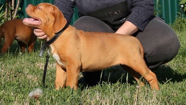 Бордоский дог 2,5 месяца смотреть онлайн