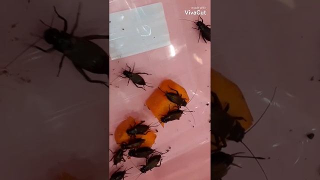 Самец двупятнистого сверчка стрекочет и ползает за самками.