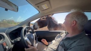 Дикие ослы: Дипкарпаз, Северный Кипр 2022